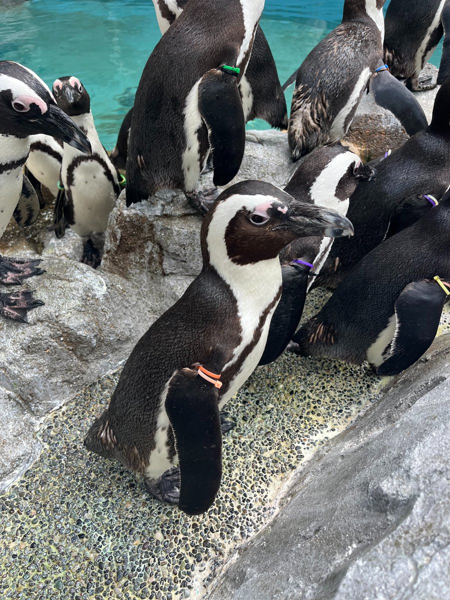 NagasakiPengin's tweet image. ピンク色の皮膚がハートマークに見えるケープペンギンの54番(カラーバンド：オレンジ・ピンク)
#長崎ペンギン水族館 #penguin #aquarium
#長崎 #長崎観光 #水族館 #ペンギン
#ケープペンギン #探してみてね