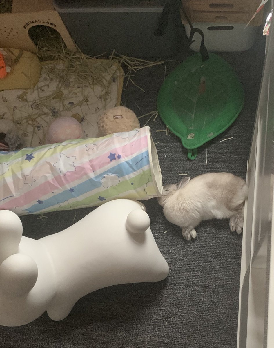 おこげ(飼い主:コハラ) tweet media