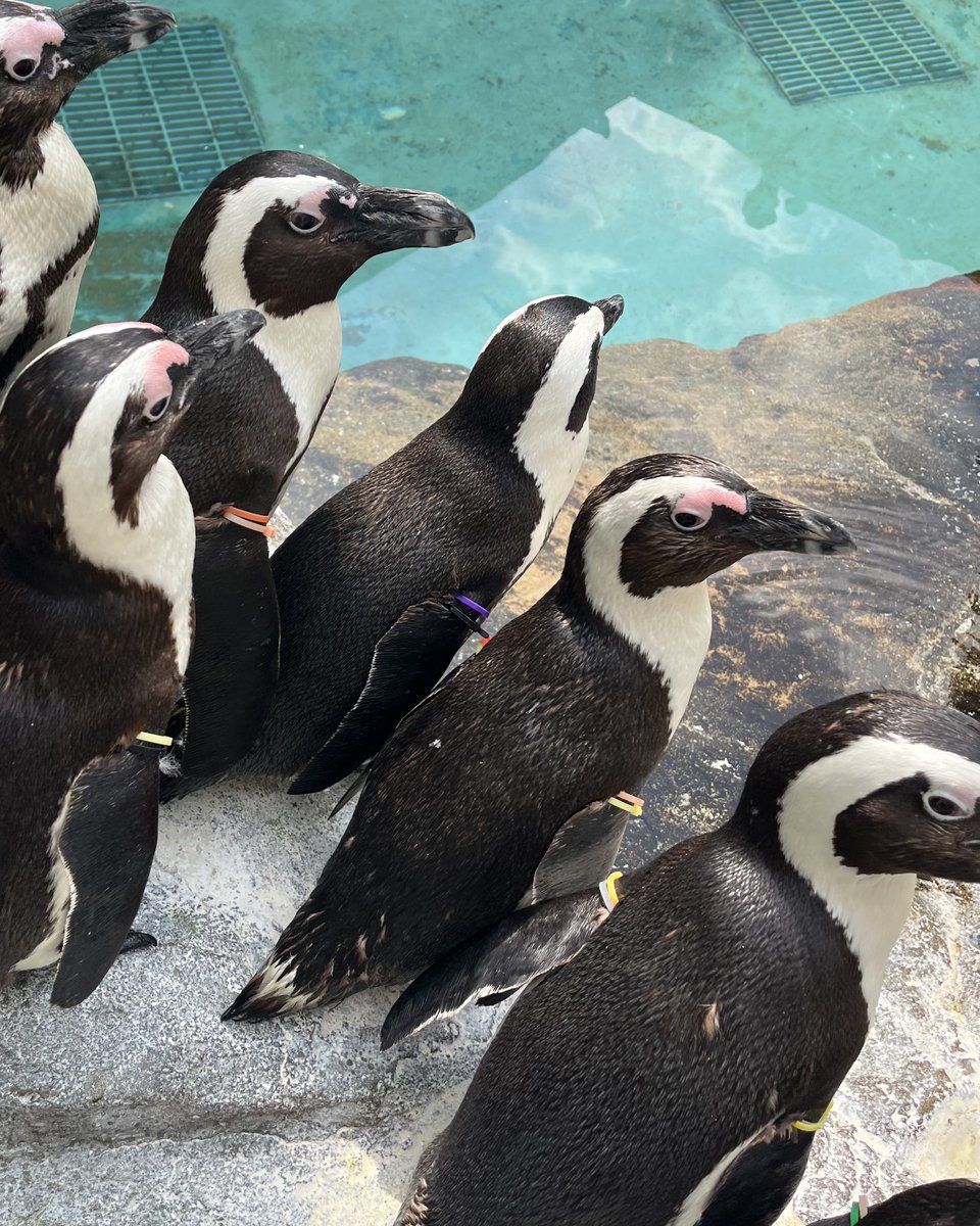 NagasakiPengin's tweet image. ピンク色の皮膚がハートマークに見えるケープペンギンの54番(カラーバンド：オレンジ・ピンク)
#長崎ペンギン水族館 #penguin #aquarium
#長崎 #長崎観光 #水族館 #ペンギン
#ケープペンギン #探してみてね