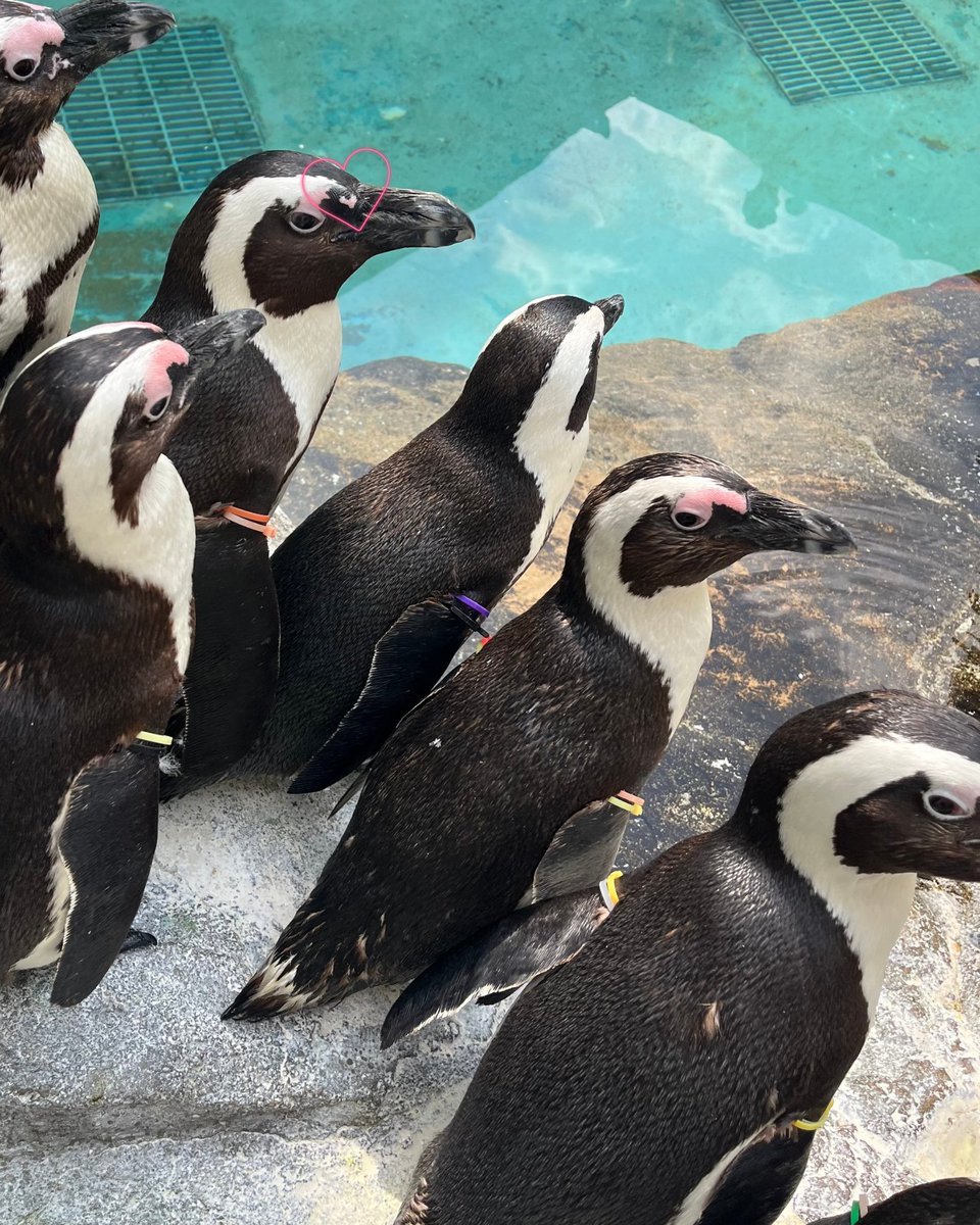 NagasakiPengin's tweet image. ピンク色の皮膚がハートマークに見えるケープペンギンの54番(カラーバンド：オレンジ・ピンク)
#長崎ペンギン水族館 #penguin #aquarium
#長崎 #長崎観光 #水族館 #ペンギン
#ケープペンギン #探してみてね