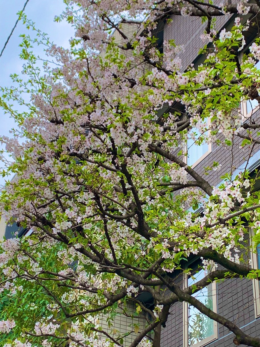 知江崎ハルカ@翠座主宰 tweet media