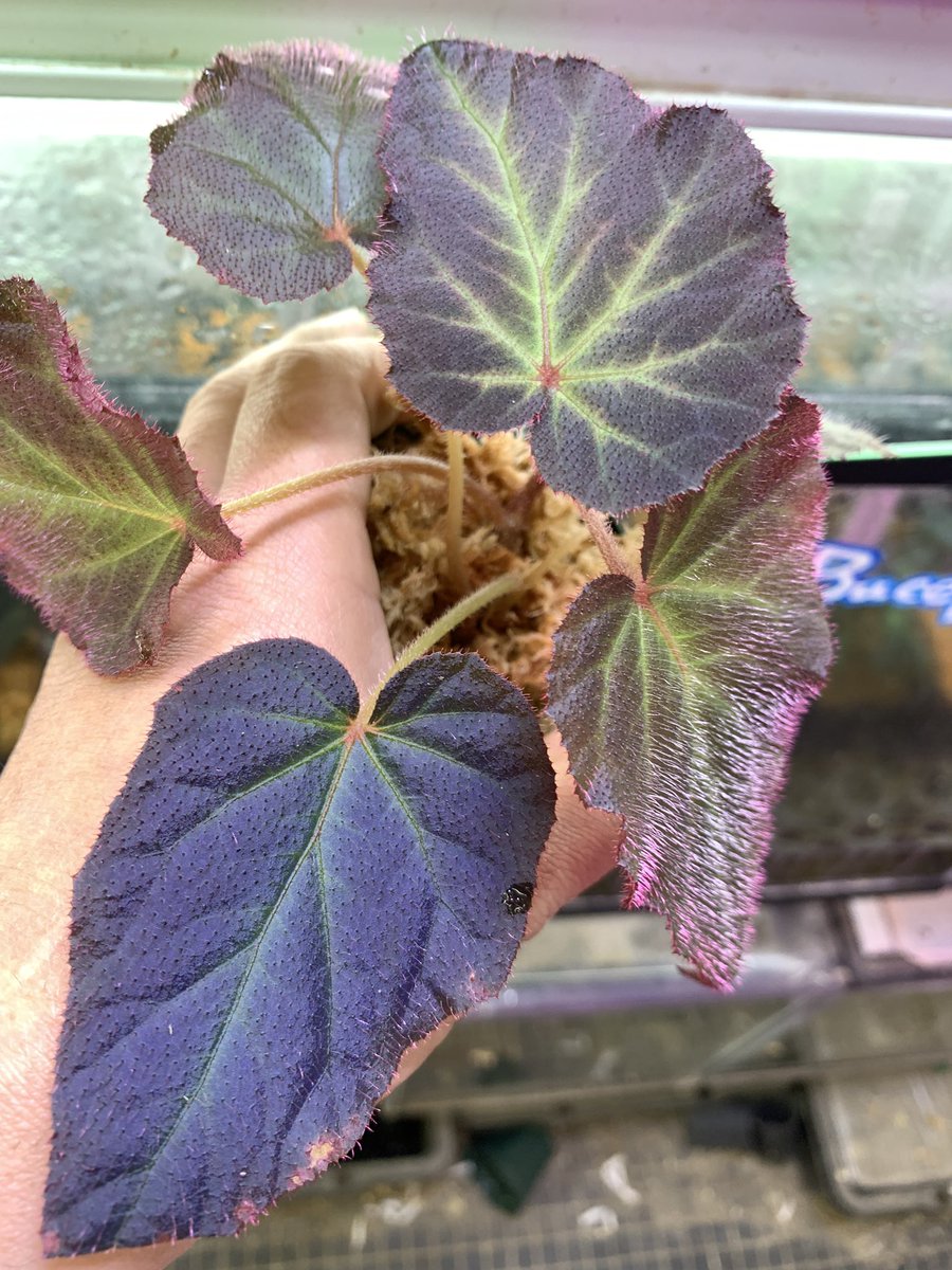 大阪 小虹(小さな熱帯魚の店 Rainbow) tweet media