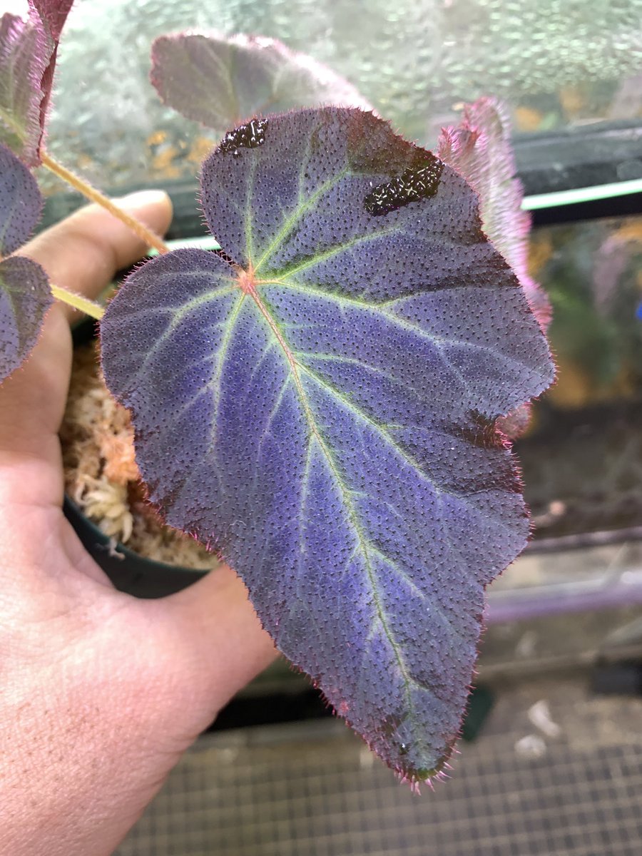 大阪 小虹(小さな熱帯魚の店 Rainbow) tweet media