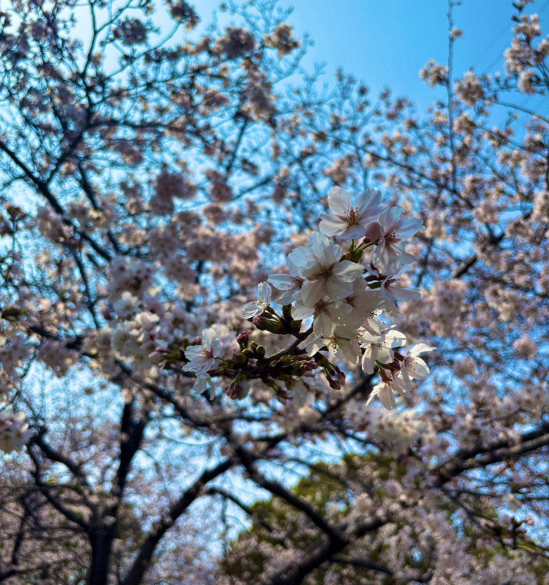 naRATE【ならて】☀🗝️@酒好きゲーム配信 ＠人気者 tweet media