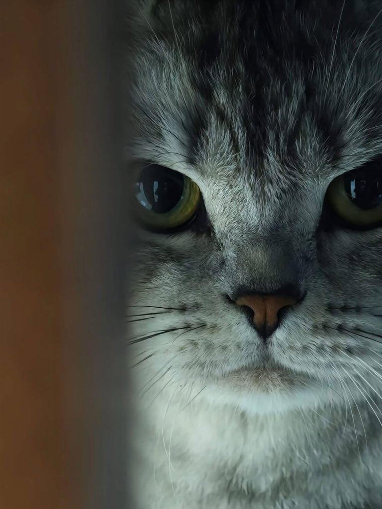 The Pets 𝕏 tweet media