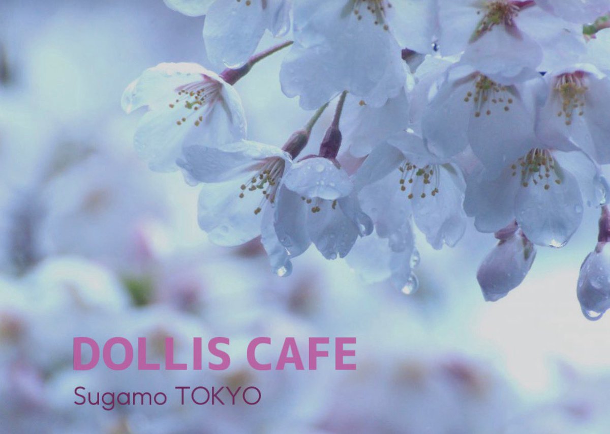 DOLLiS ドリズ tweet media