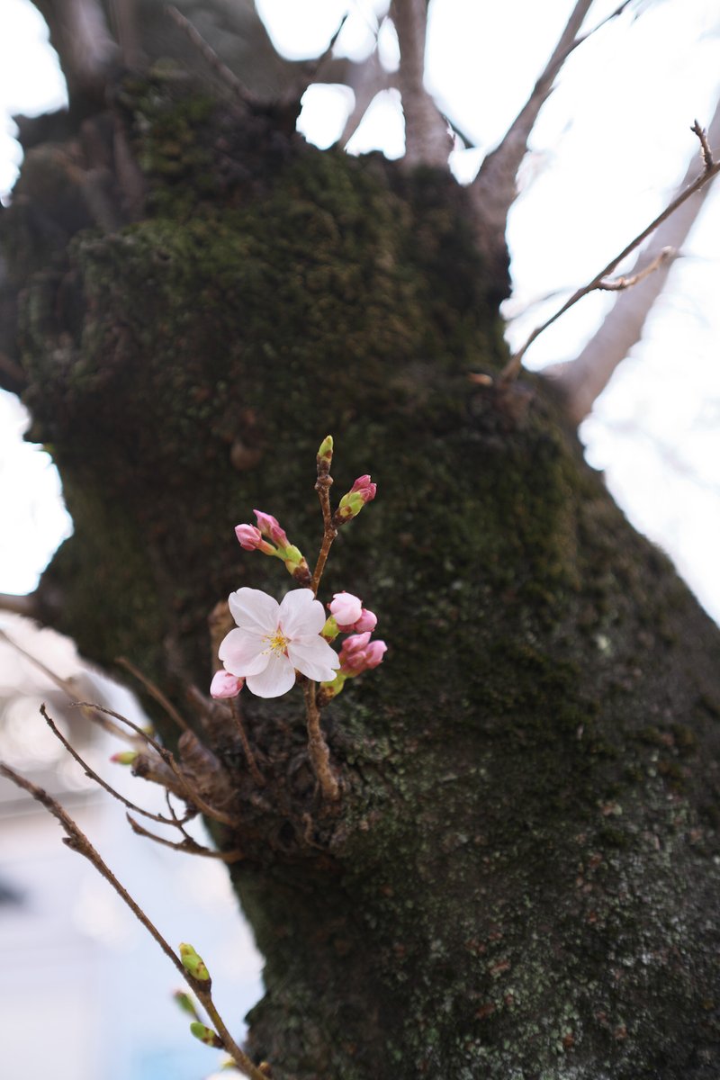 ぱさーと tweet media