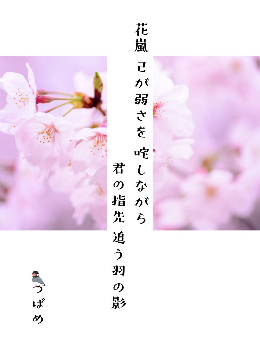 舞い上がる花びらに紛れて。 

#つんつば #つばめ空翔ける狂歌 #短歌 #tanka #春風に乗る