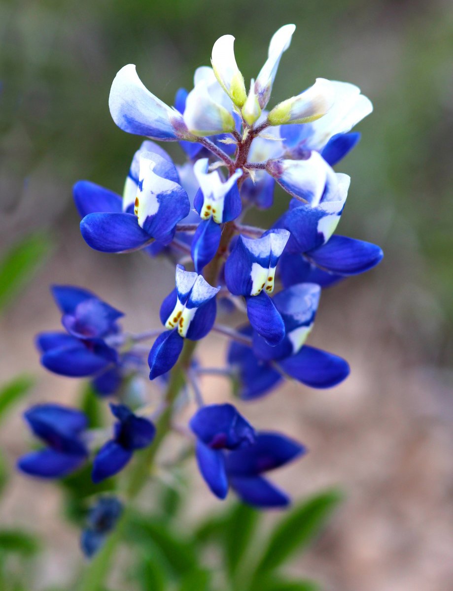 Traces of Texas tweet media