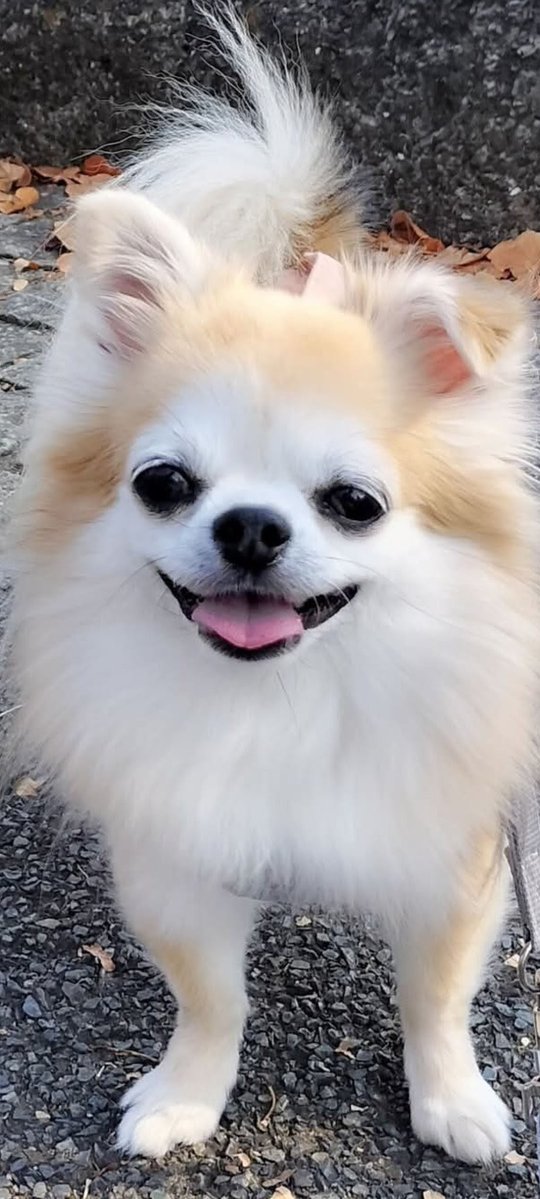 ちびらぶ3 tweet media