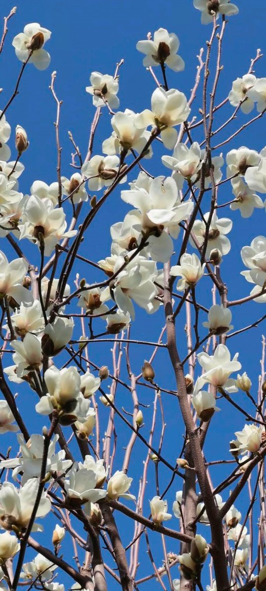 ちびらぶ3 tweet media