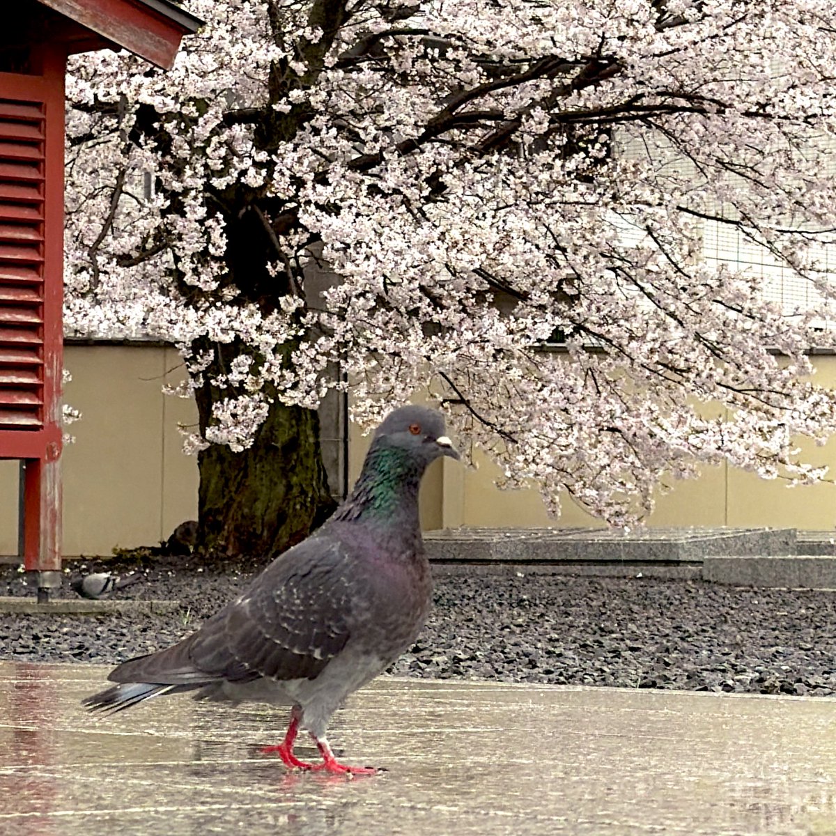 明日はニネンノハコお花見会🌸&amp;無印良品会🍪
お昼過ぎからふんわり始めますので、ぜひ気軽にふらっとお立ち寄りください〜(^^)v お酒もあるよ🥃