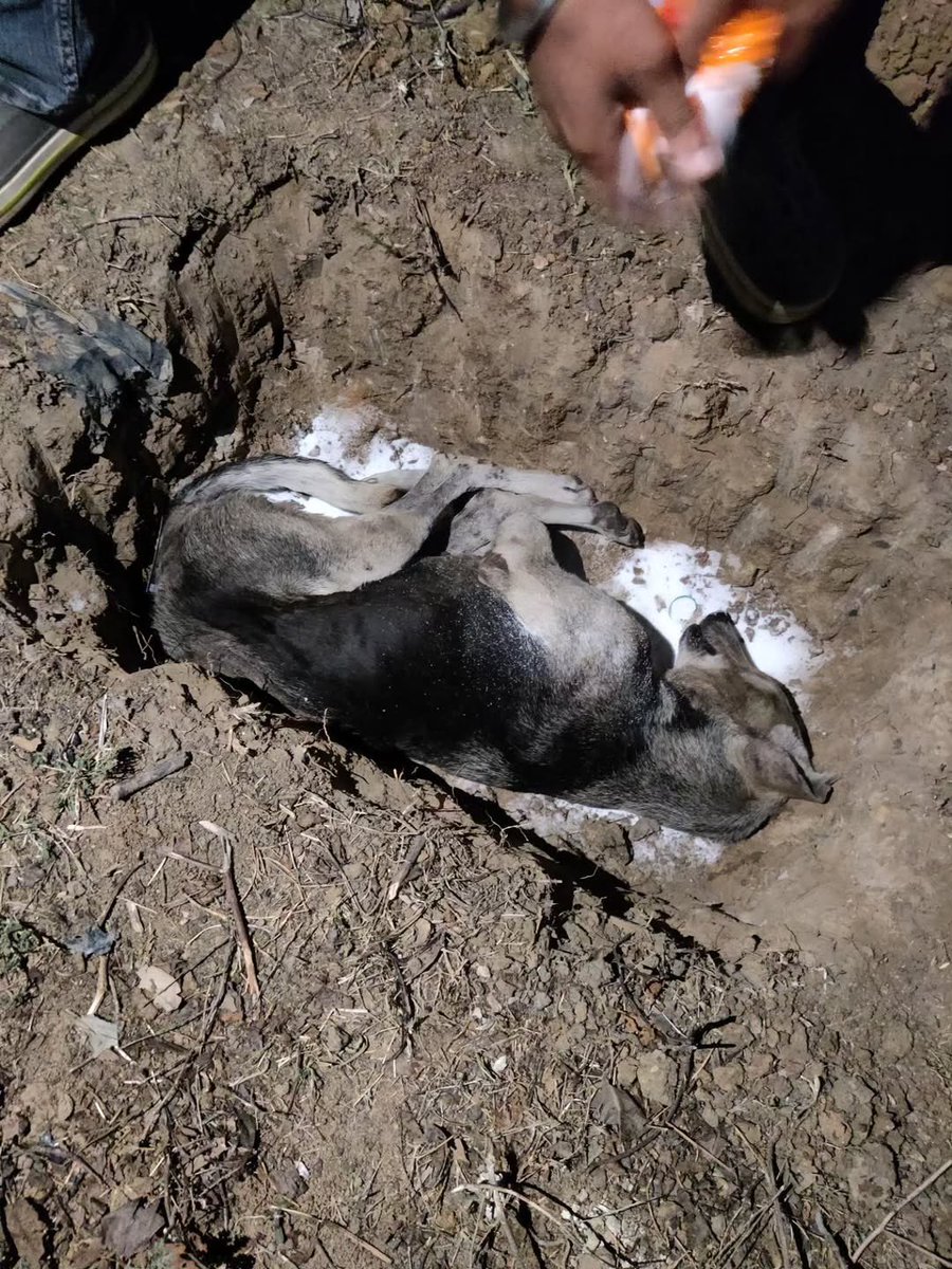 yash saghal tweet media