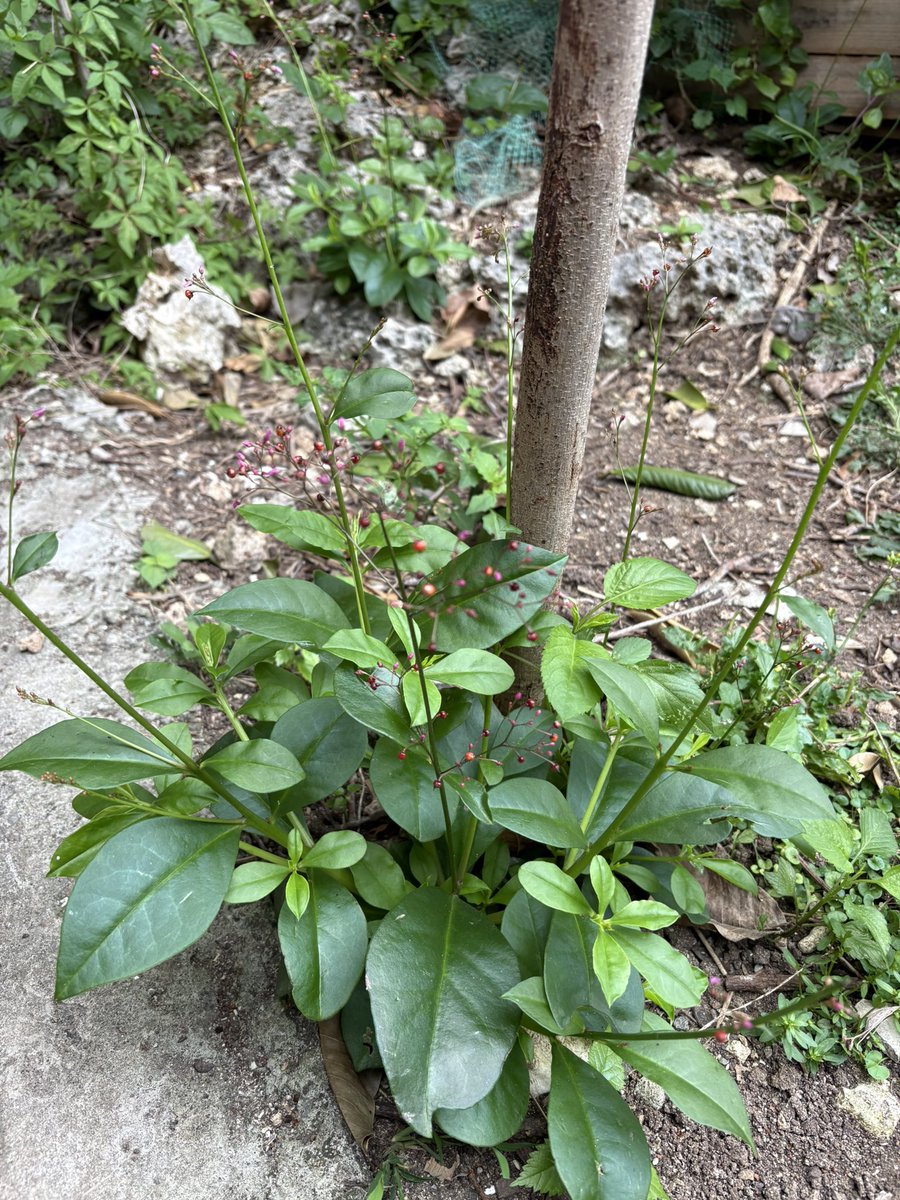 マンダリン🇯🇵南の島で疎開暮らし tweet media