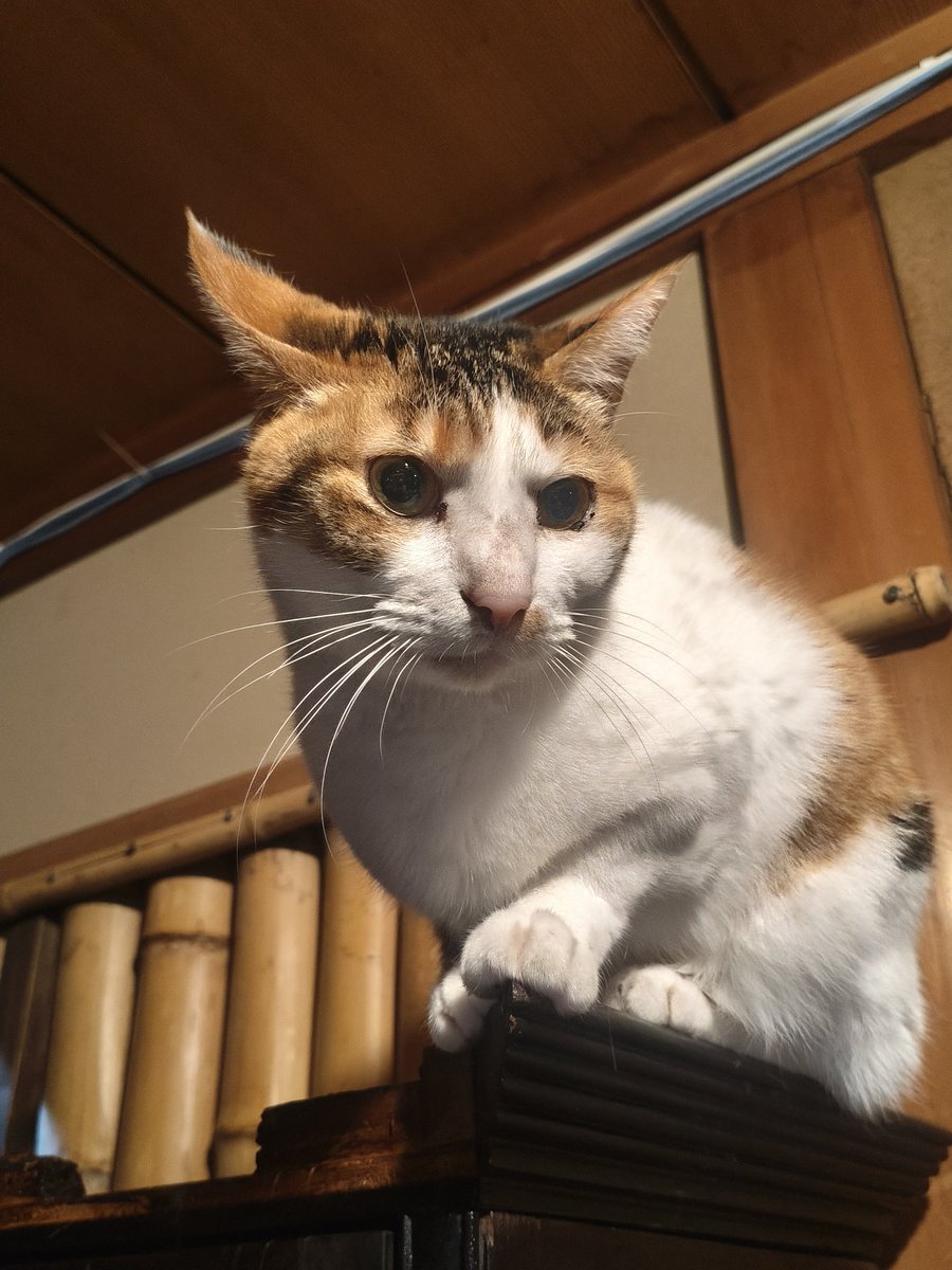 猫カフェ営業 27cm 本日20時まで営業中です🐱