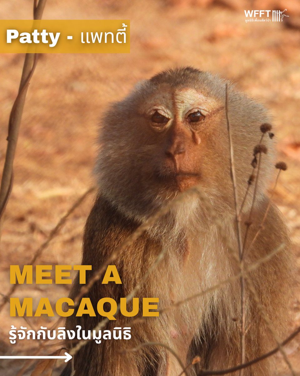 WFFThailand's tweet image. 🐒 Meet an (amazing) #Macaque Monday: a super surrogate mama, Patty 🐒

Patty is a long-term #WFFT resident. She was #rescued back in 2005. Over the years, she has been a surrogate mother to many orphaned #macaques, including big boy Phayao - the dominant male in Patty's troop.