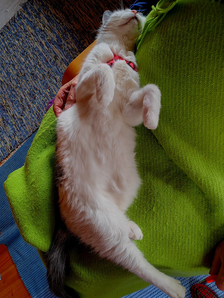 ElseKruskopf's tweet image. Hyvää huomenta ja hiljaista lauantaita. Tasaisen harmaata. Illalla jos vastapään mökkiläiset ovat paikalla menevät aina 7 saunaan ja istuvat vierekkäin terassilla alasti säässä kuin säässä❤️Jalo chillaa❤️🐱 #Finland #Jaala #cottage #Catsoftwitter #Jalo #StandWithUkraine️ 💛💙🇺🇦