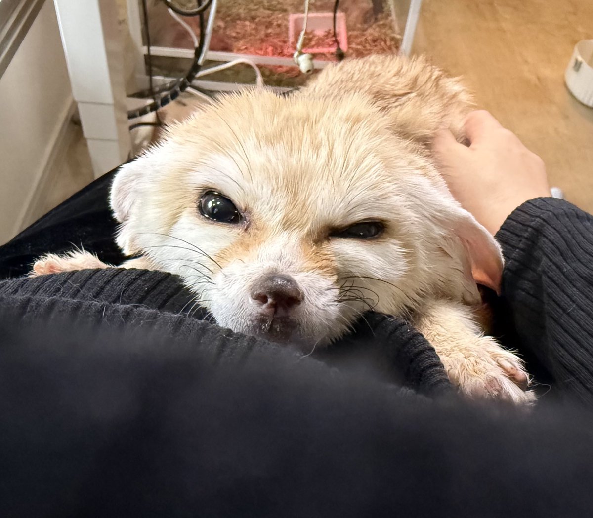 鯨川動物園にっき tweet media