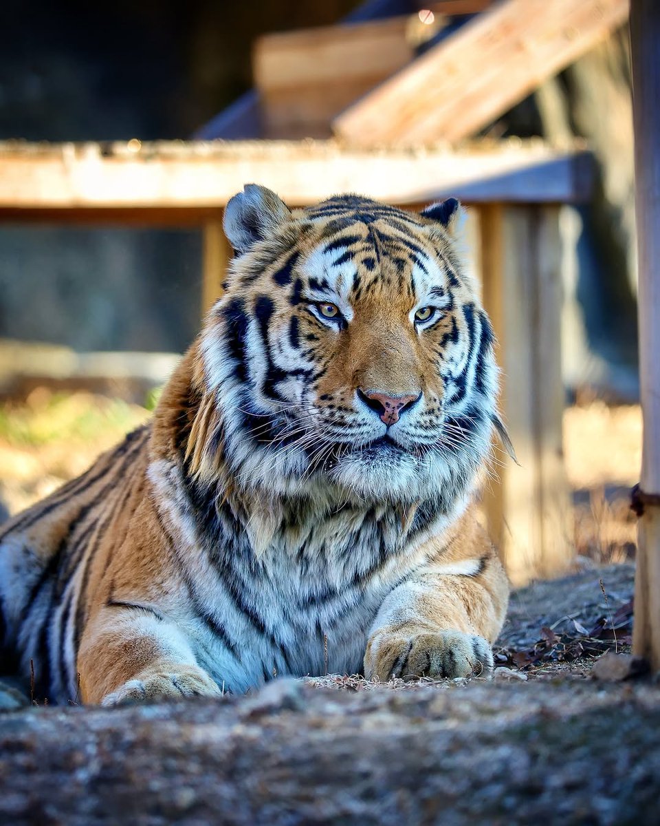 amezingnaturec's tweet photo. A majestic tiger rests, its gaze calm yet fiercely aware.
Power lies still, wrapped in quiet confidence and grace. https://t.co/D9CYYhWFNU