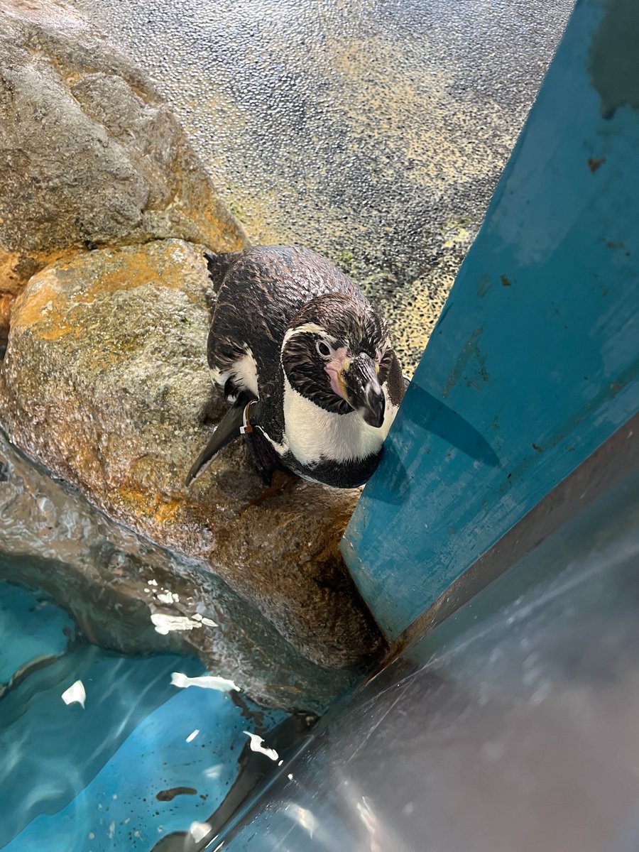 長崎ペンギン水族館【公式】 tweet media