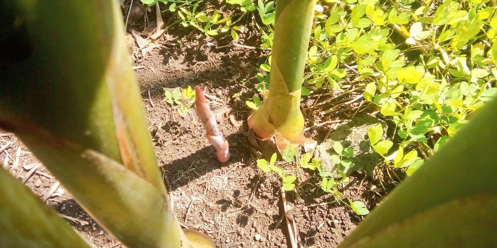 Daf - Kang Cerita, Kang Gambar ✨🕊️💐 tweet media