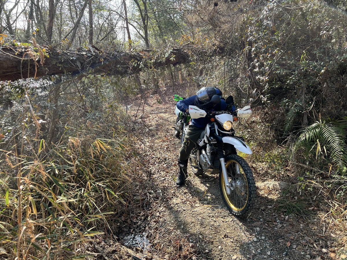 りょすけ tweet media