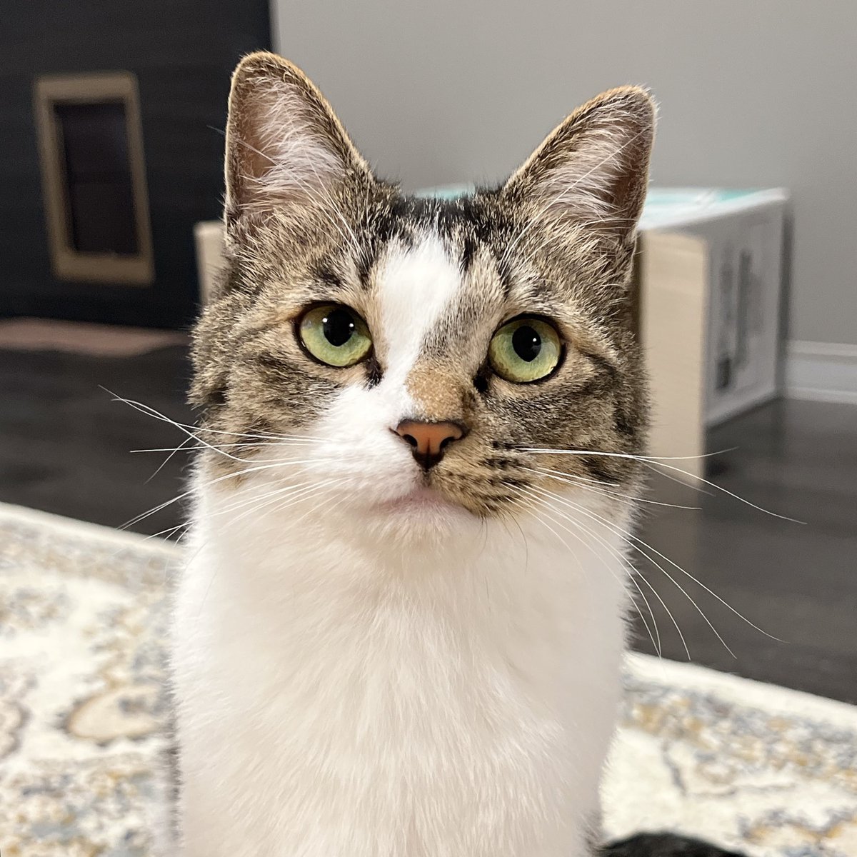 🐈🐈 tweet media