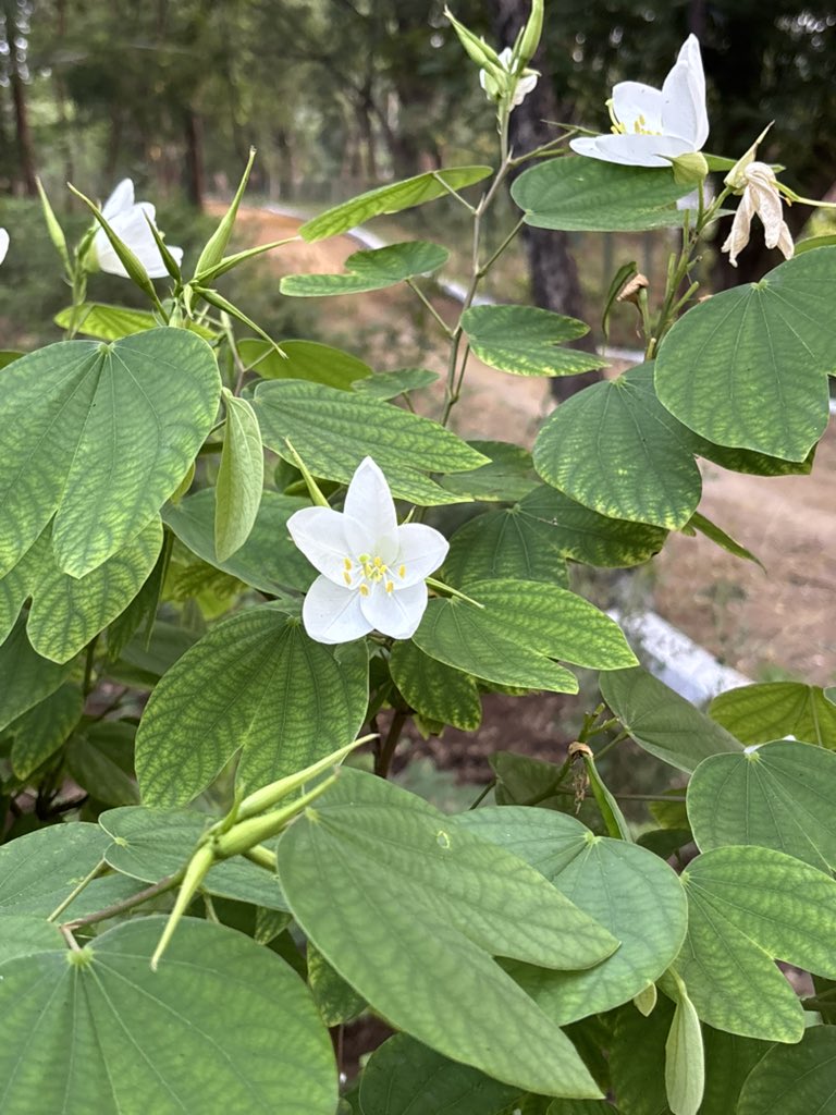 pargaien's tweet image. The enchanting White Kachnar (Bauhinia acuminata)! This dwarf orchid tree boasts fragrant white blooms &amp;amp; bilobed leaves, thriving in full sun. Found mostly in temple premises. it attracts butterflies &amp;amp; aids Ayurveda. Plan🌸🌳 #WhiteKachnar #Forestry
@DrAmbrishMithal #tree