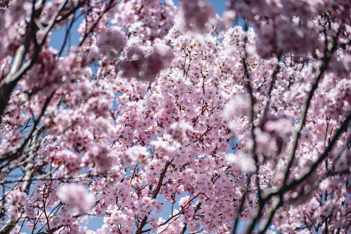 ktn_architects's tweet photo. 事務所のまわりの桜が満開。
特別なことは何もないけど、いい時間です。 https://t.co/gu7wk0SYbz