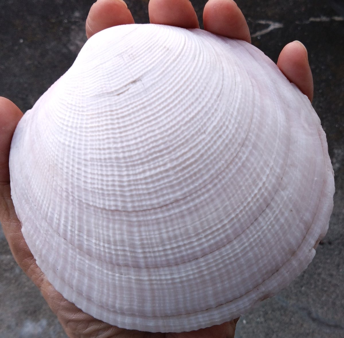 Turbjoke Museum tweet media