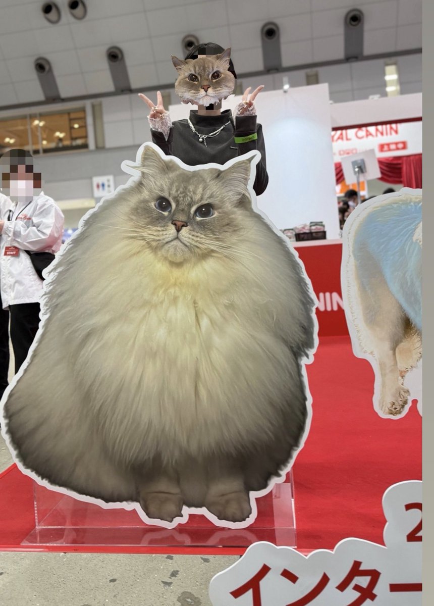 いれぶん（eleven）❄️︎︎☁🍭 tweet media