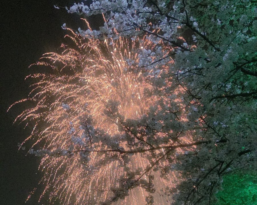 tt1pp1's tweet photo. 어제 근처 동네에서 벚꽃축제 했거든 ? 
예뻐서 공유 ✨
다들 벚꽃보러 가나아 ~? https://t.co/MtSvNbUK3D