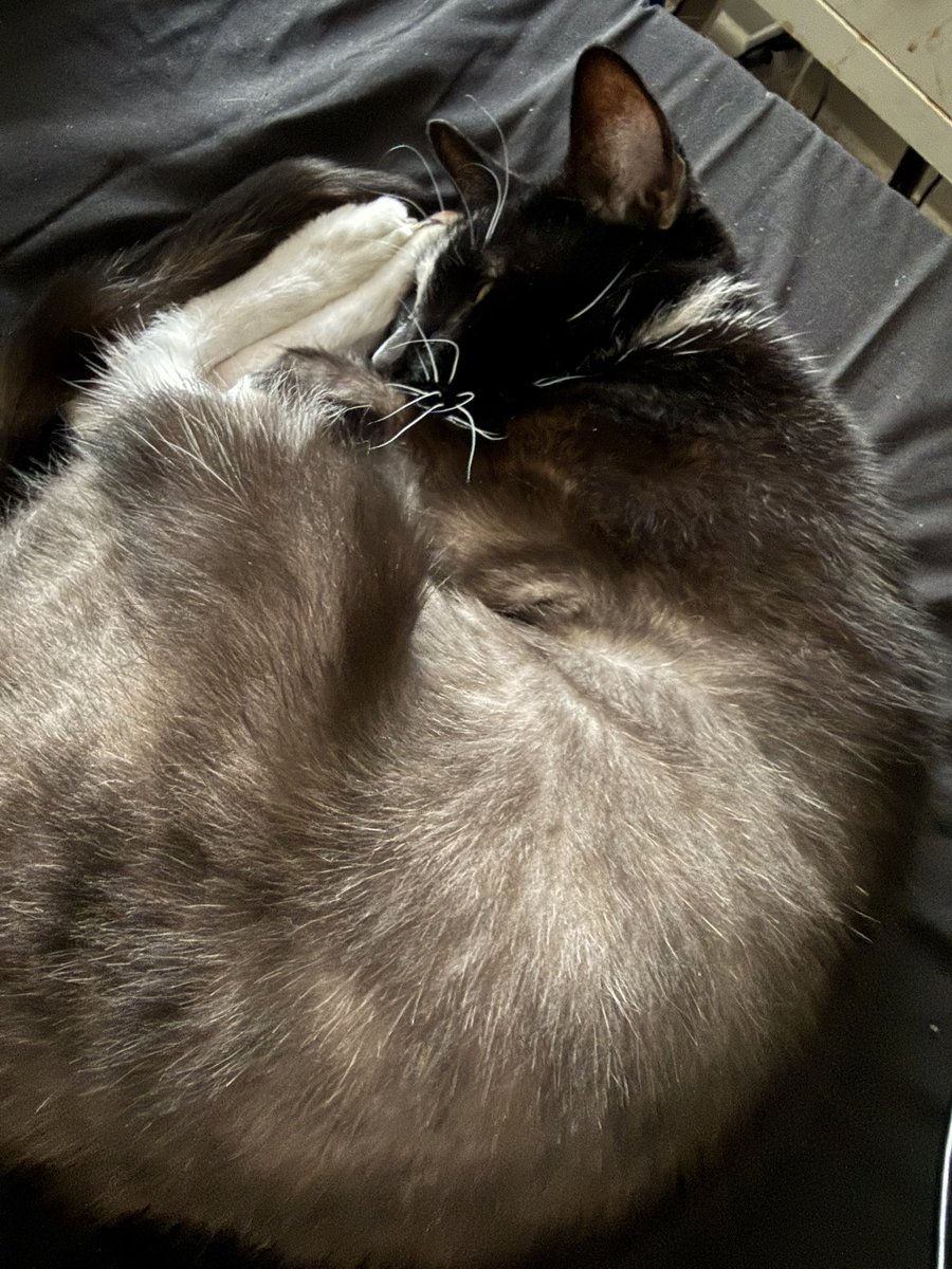 Maya (CatLady89) tweet media