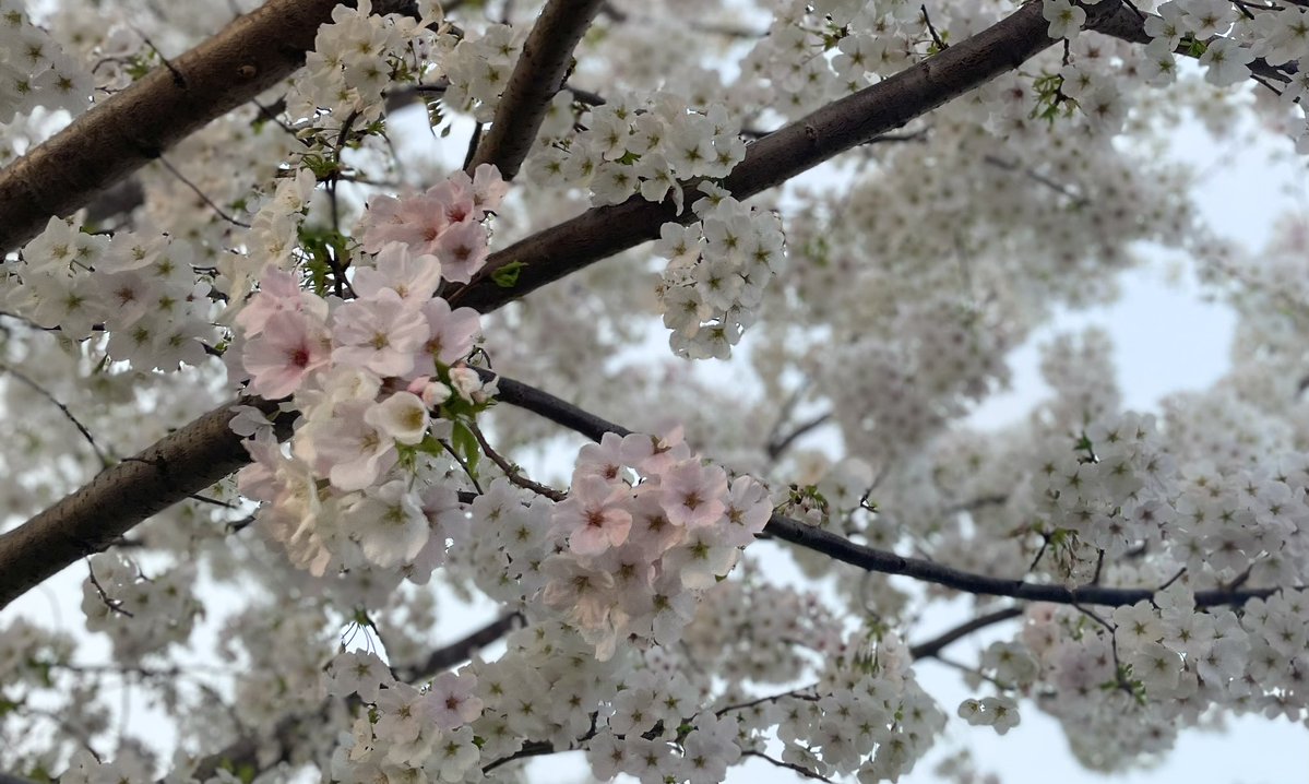 存在はてな tweet media