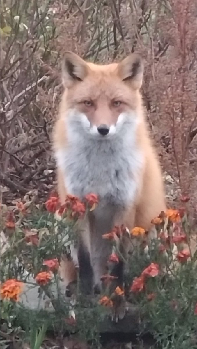 カカヲ tweet media