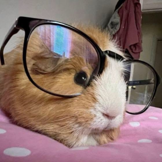 Guinea Pig tweet media