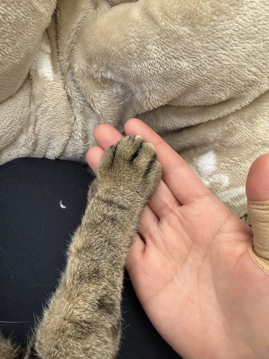 コツメ tweet media