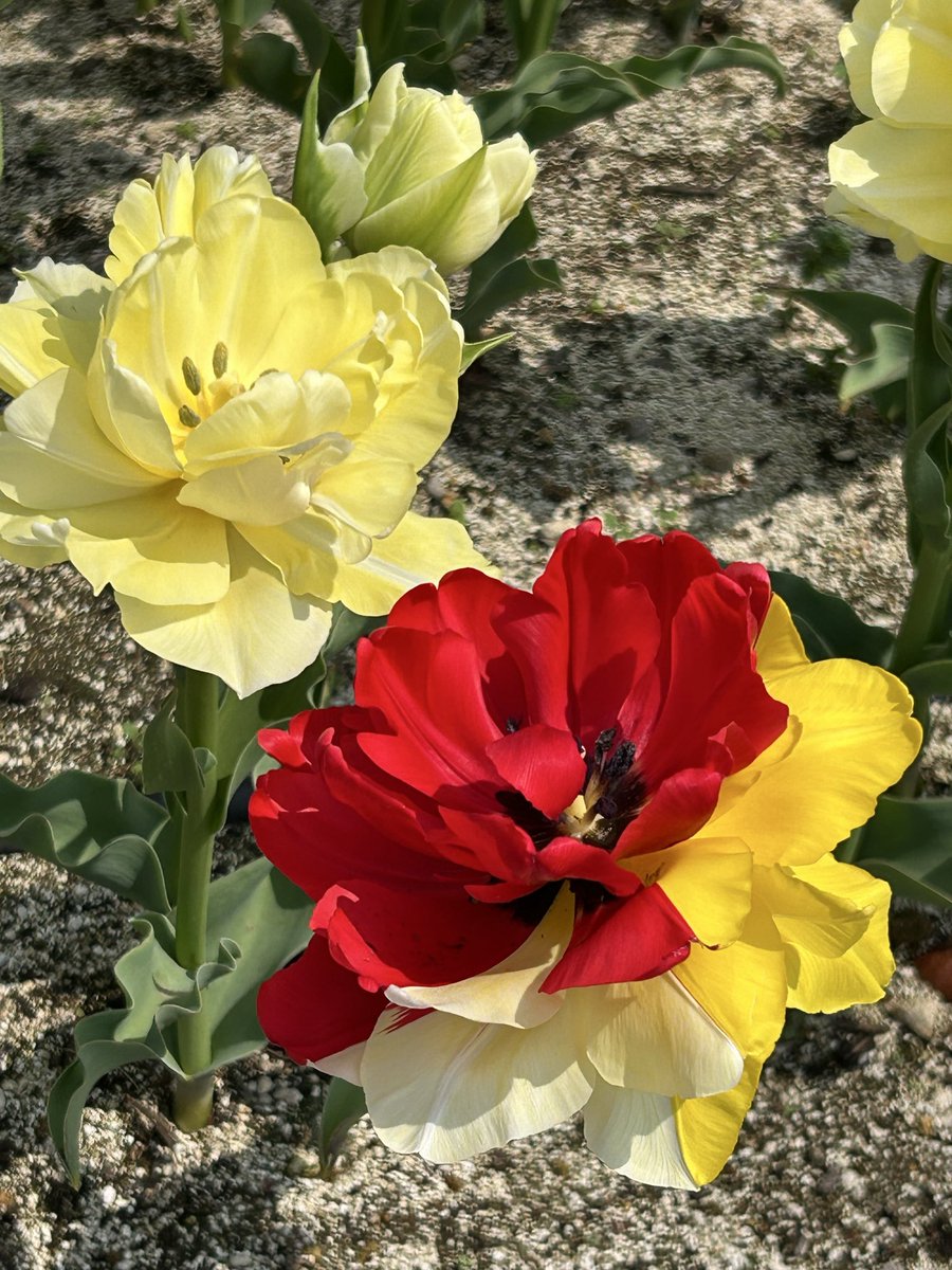 cinnamonstar522's tweet photo. @katsuhideuekusa 黄色いチューリップの花壇に一輪だけ突然変異？の
少年隊カラー💛❤️🖤のチューリップを発見✨
黄色の花壇で見つけたのがかっちゃんファンとして勝手に胸熱😭
お台場チューリップフェスティバルで見つけました🌷

#植草とみんなのお花見会2026
#植草克秀 https://t.co/lNM8YvdRiq