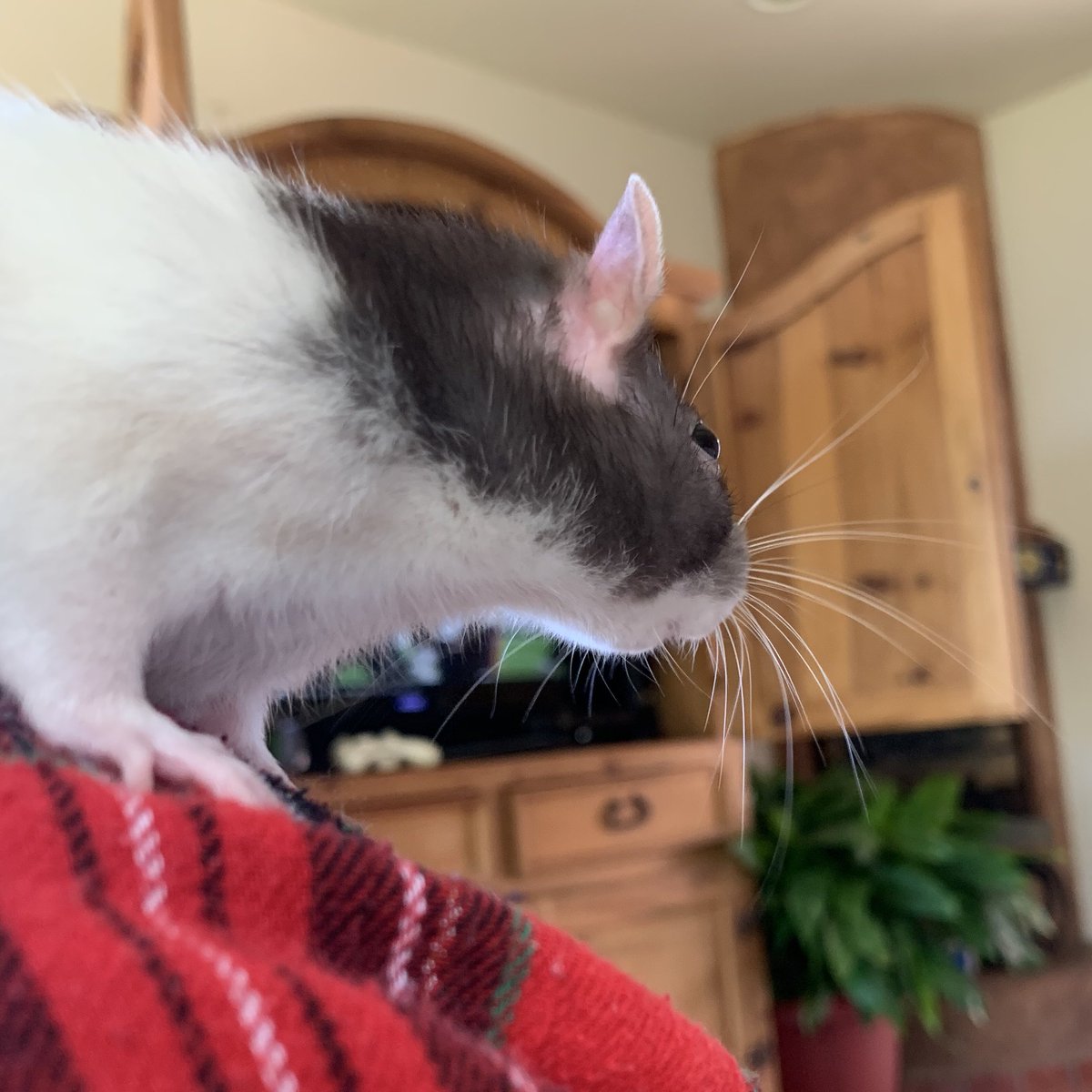 isabella tweet media