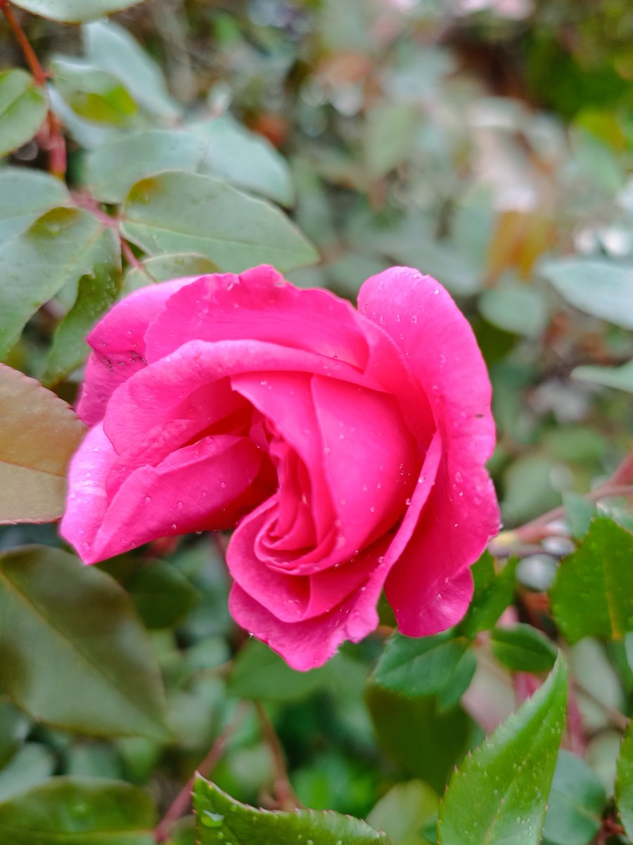 hanafurufuru's tweet photo. バラが咲きだしました🌹🌱✨️
#ブルーグラビティ
#ロサオリエンティス
#マダムアントワーヌレベ
#tearose https://t.co/q590oCWCvC