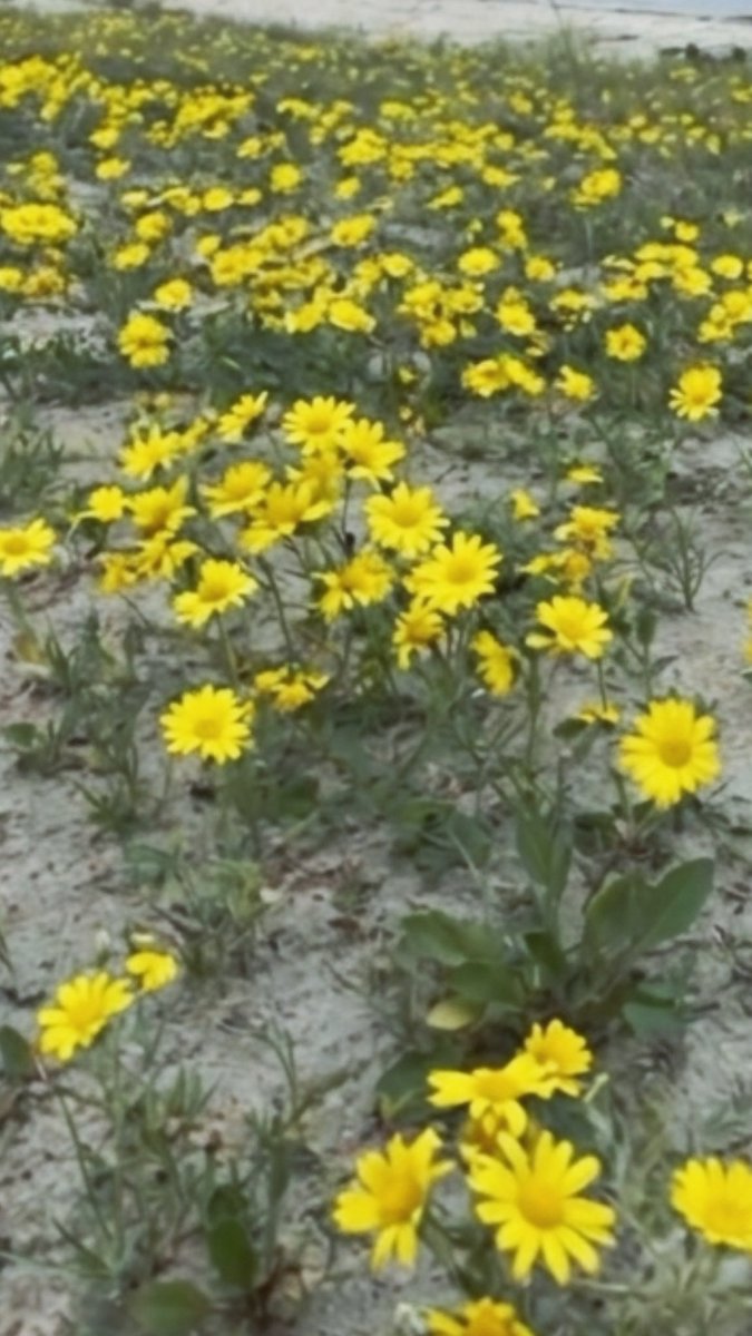 الملكة👑🇰🇼 tweet media