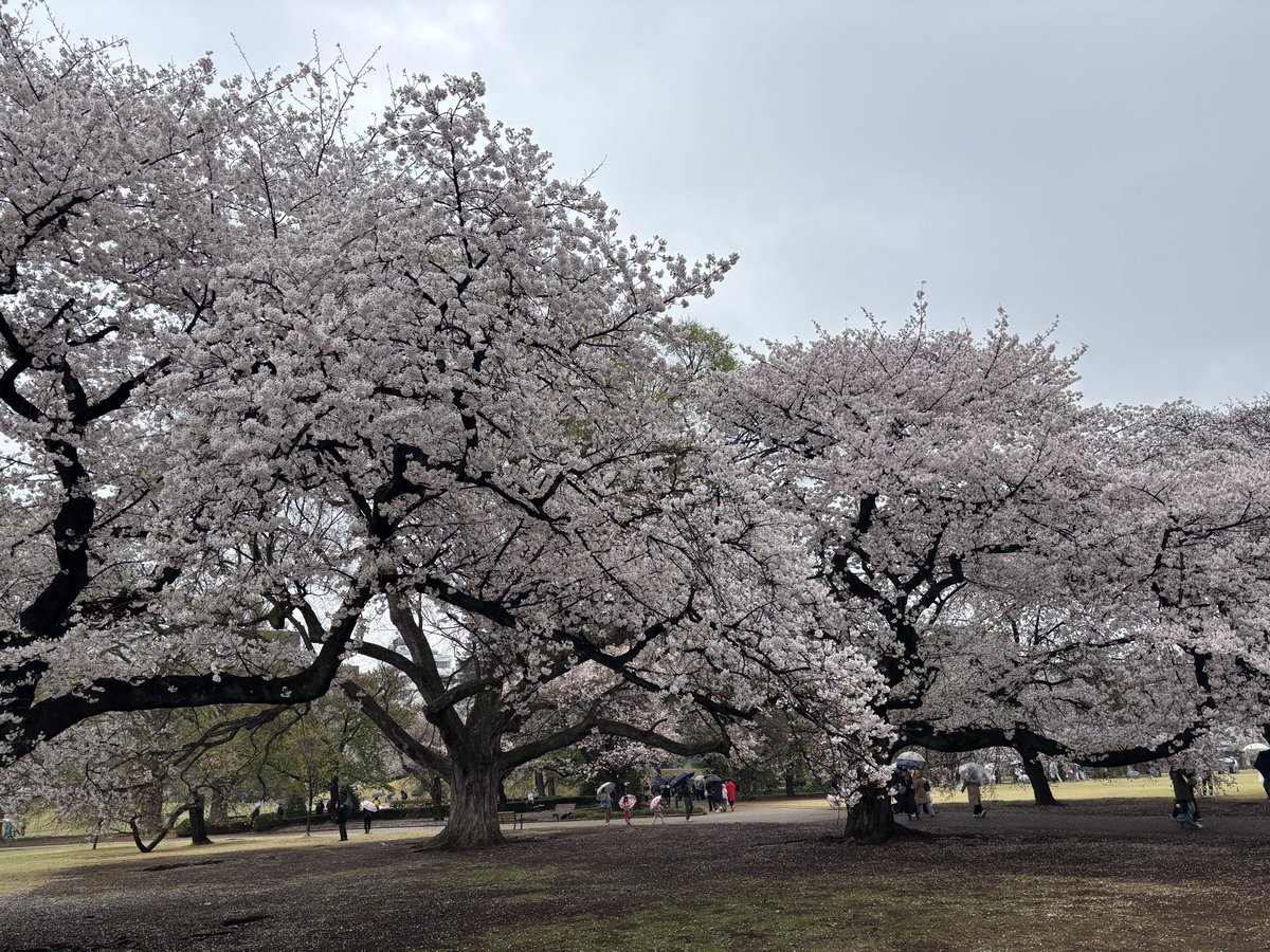 しゅー tweet media