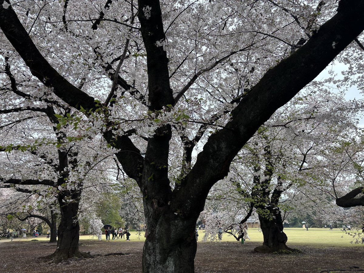 しゅー tweet media