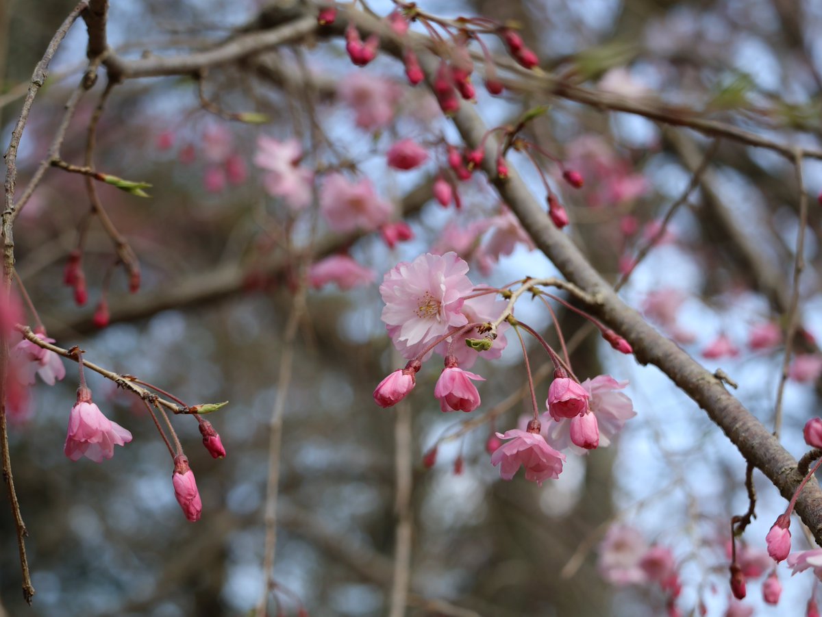 さくらだより 4月4日（土）時点 園内では #八重紅枝垂 や #舞姫