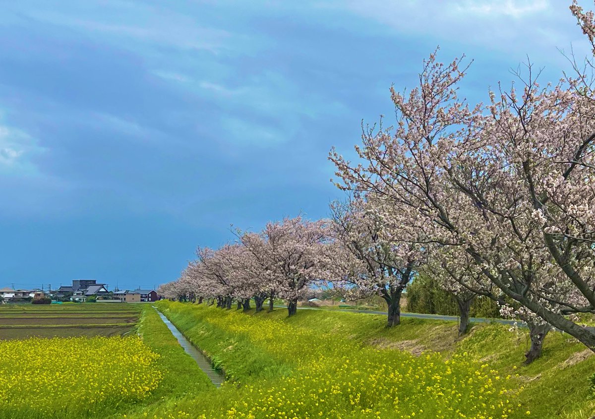 Mariまり⚾️ tweet media