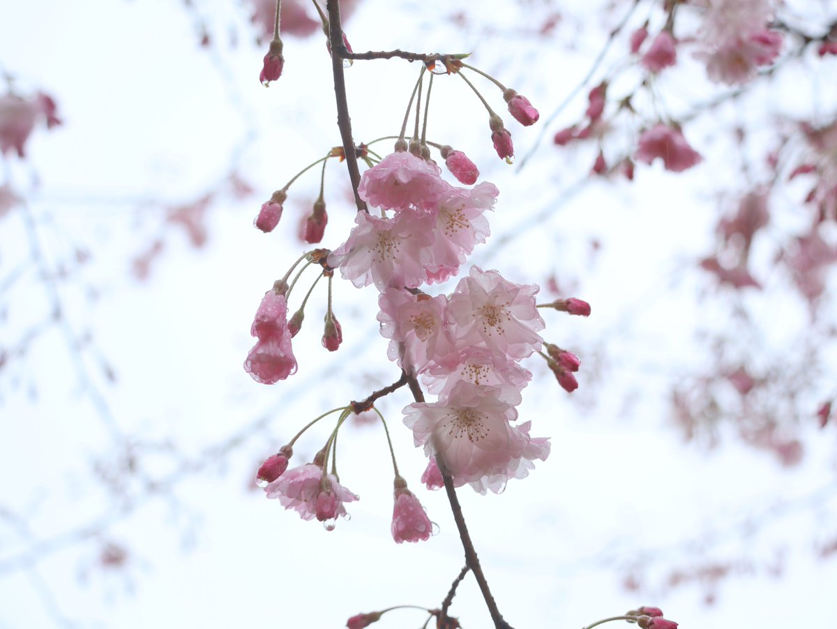 さくらだより 4月4日（土）時点 園内では #八重紅枝垂 や #舞姫