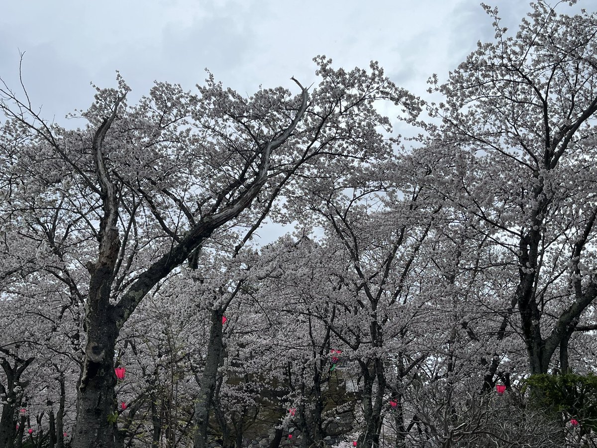 すけすけ ちよこ tweet media