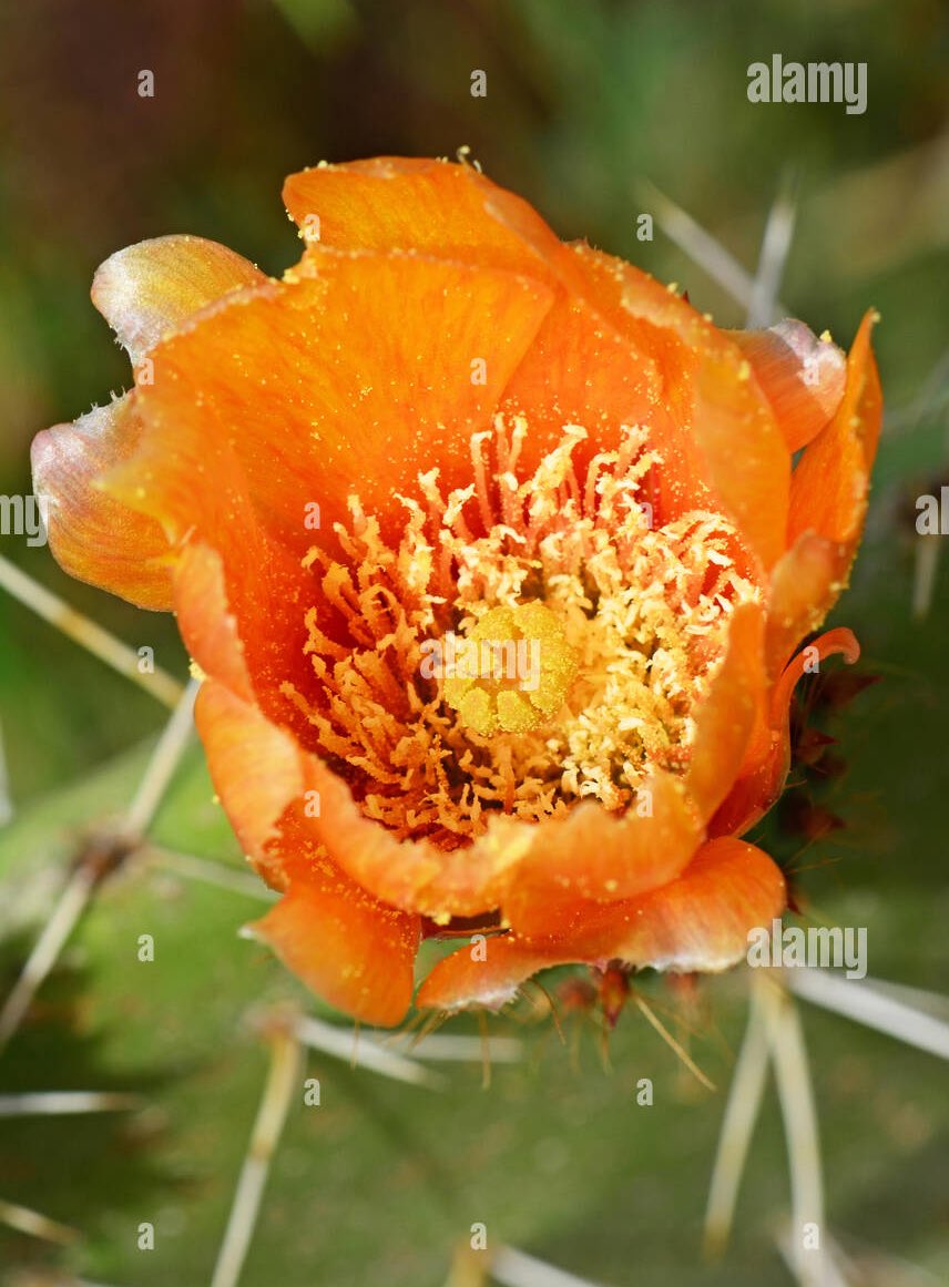 wiseacre tweet media