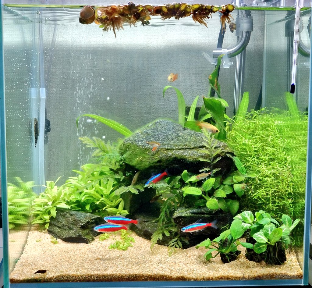 キヨみん@おこたみん tweet media