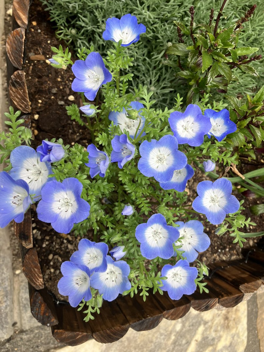 よすか🐴 tweet media